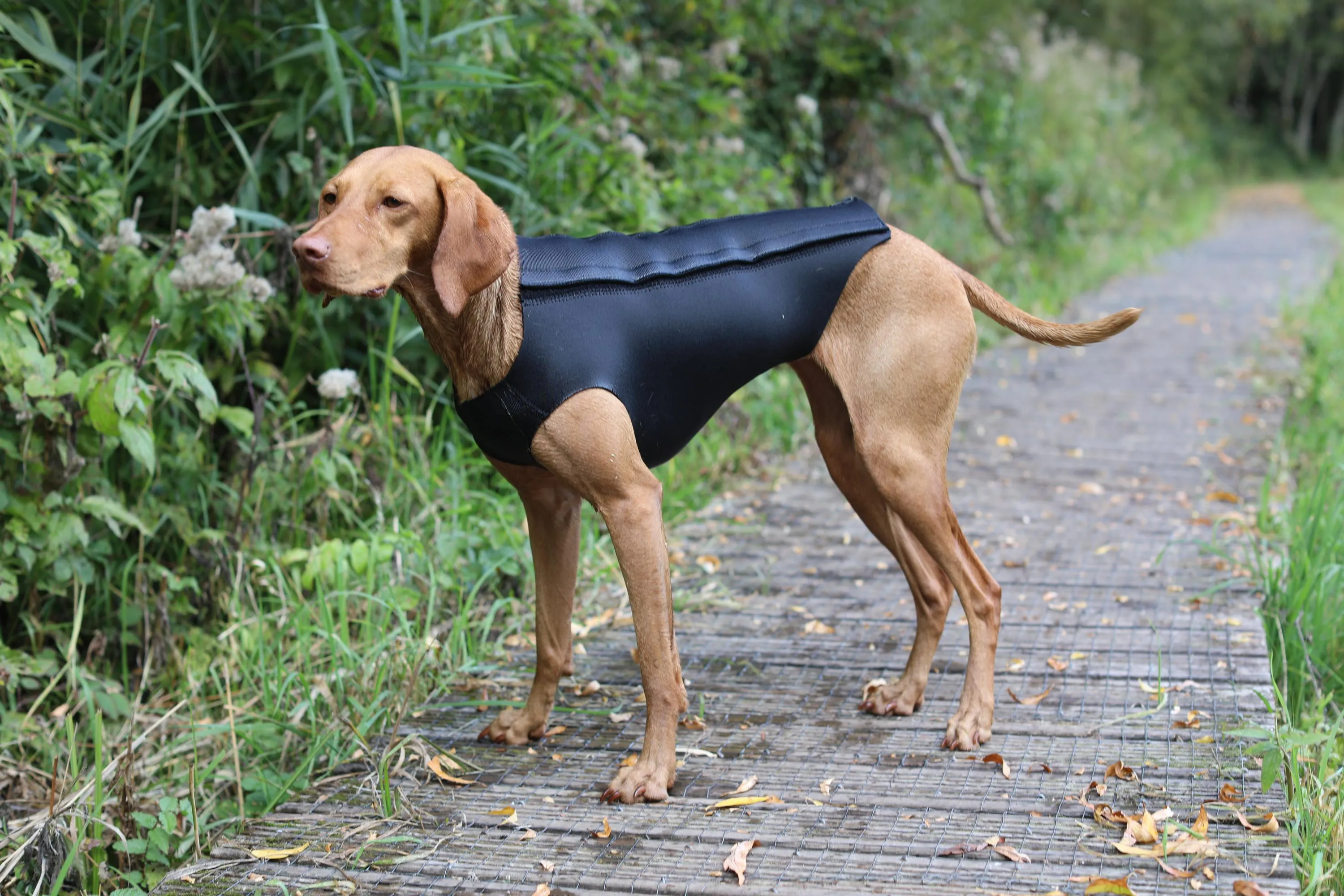 Active Dog Coat - Black