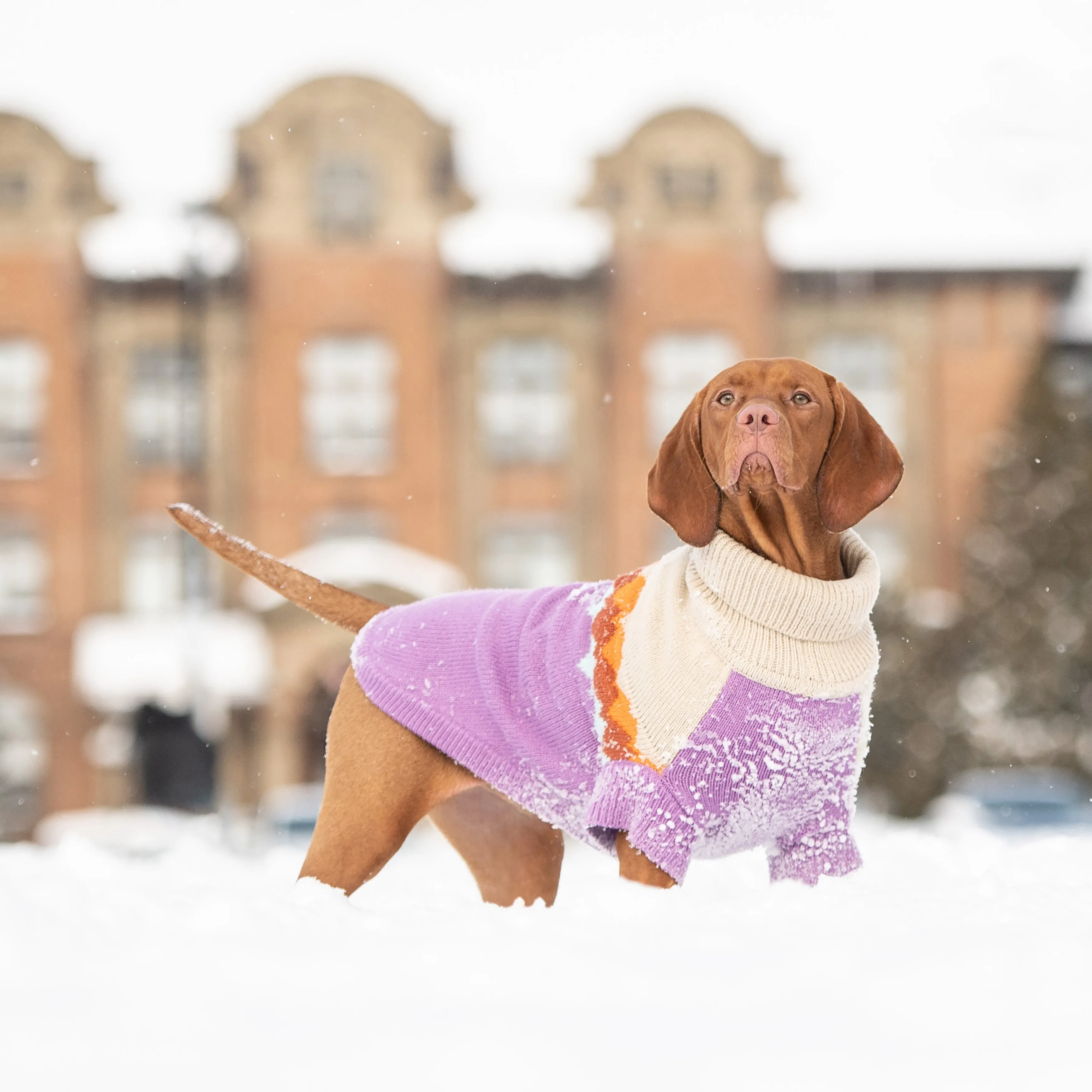 Fireside Sweater - Purple