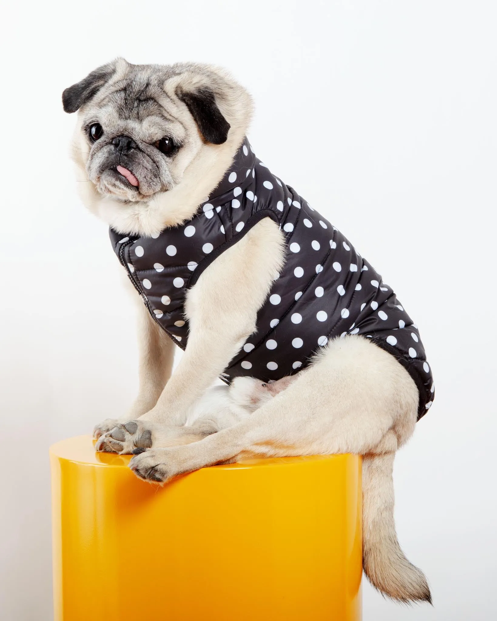 Reversible AiryVest in Black   Black Dot (DOG & CO. Exclusive) (FINAL SALE)